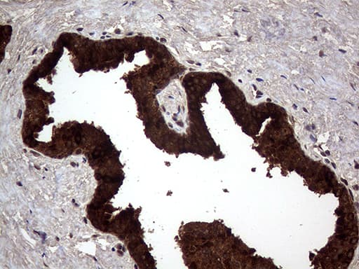 AGR2 Antibody (aa21-175, clone OTI5E10)