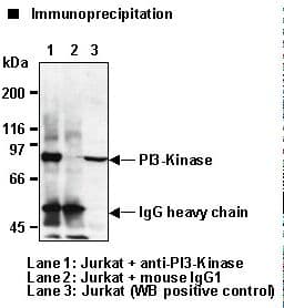 PIK3R1 / p85 Alpha Antibody (clone AB6)
