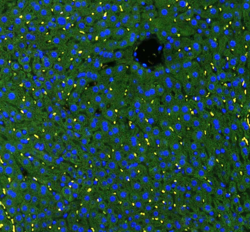 GSTA1 Antibody (aa63-97)