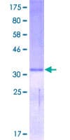 Human DEFA5 / Defensin 5 Protein (Recombinant GST)
