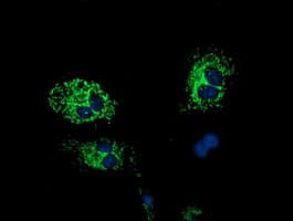 Monoclonal Mouse anti-Human HIBCH Antibody (clone OTI3D11, IF, WB)