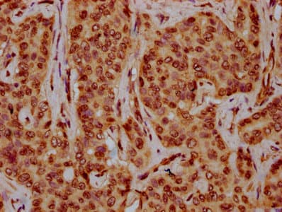 HIST1H4I Antibody
