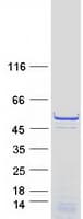 Human ZC3H10 Protein (Recombinant Myc-DDK (Flag))