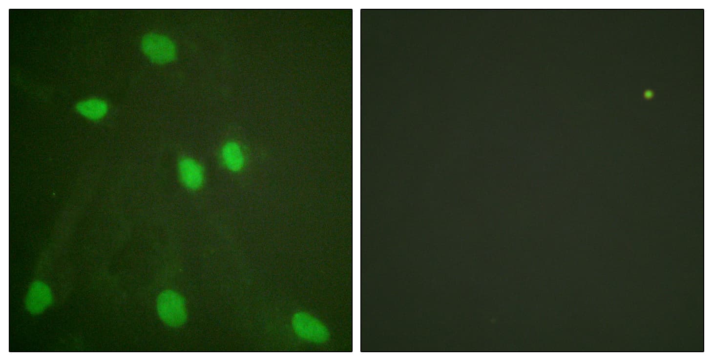 Polyclonal Rabbit anti-Human Histone H3 Antibody (aa6-55, IHC, IF)