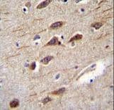 RUSC2 Antibody (aa308-336)