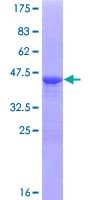 Human BATF Protein (Recombinant GST)