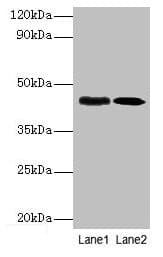 LPS regulatory protein YciM Antibody