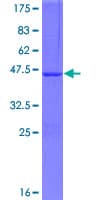 Human ATG4D Protein (Recombinant GST)