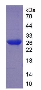 Mouse ILT3 / LILRB4 Protein (Recombinant His-T7)