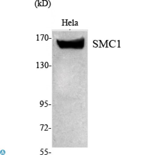 SMC1A / SMC1 Antibody