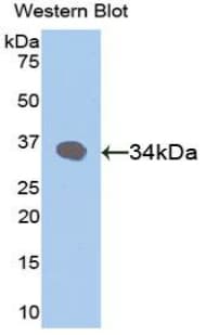 RBP3 / IRBP Antibody (aa19-320)
