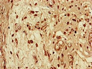 SEC14L3 Antibody