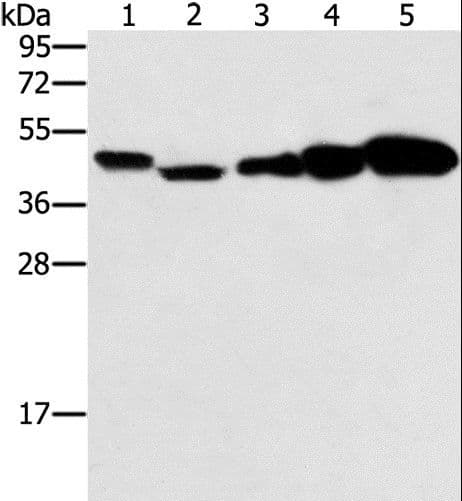 PPAT Antibody