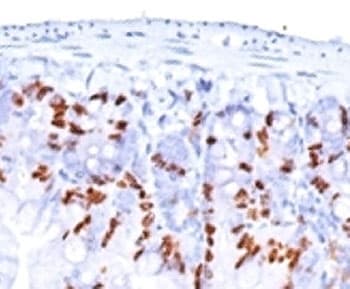 BrdU Antibody (clone BRD469 + BRD494 + BRD.3)