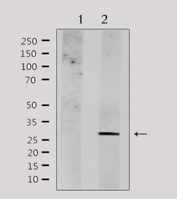 NDFIP1 / N4WBP5 Antibody