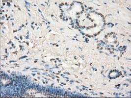 LTA4H / LTA4 Antibody (clone OTI5C10)
