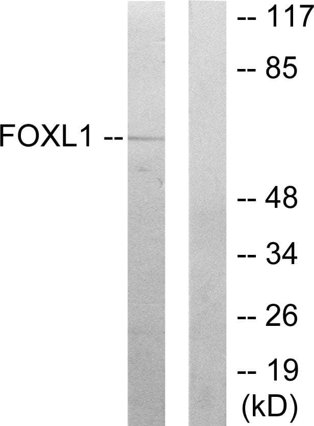 FOXL1 Antibody
