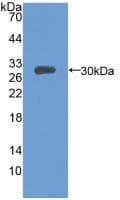 MFGE8 /Lactadherin Antibody (aa159-417, PE)