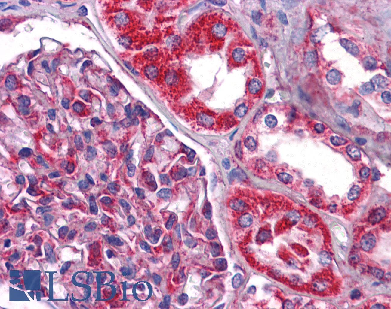 IHC-plus™ NDUFB9 Antibody