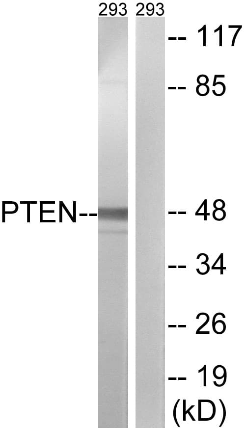 PTEN Antibody (C-Terminus)