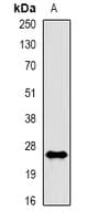 RAC1 Antibody (phospho-Ser71)