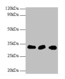 Polyclonal Rabbit anti-Human HUS1 Antibody (WB)