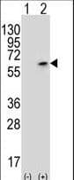 PCTK3 / CDK18 Antibody (aa25-55)
