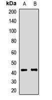 AMOG / ATP1B2 Antibody