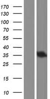 CHMP4A Protein (Over-Expression Lysate Myc-DDK (Flag))