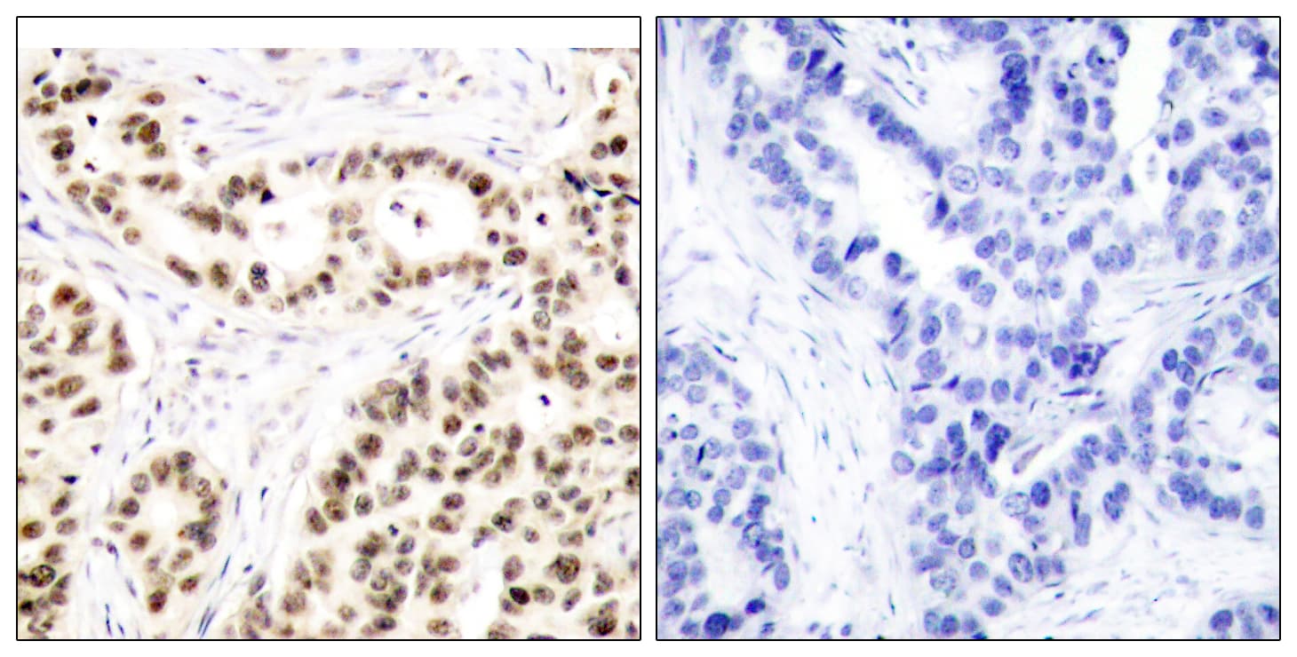 ELK1 Antibody (aa379-428)