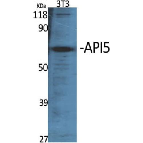 Polyclonal Rabbit anti-Human API5 Antibody (390-470 aa, C-terminal, IHC, WB)