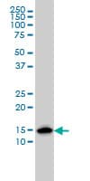 ENSA Antibody (clone 1E8)