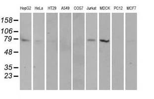 KIAA0153 / TTLL12 Antibody (clone OTI5H3)