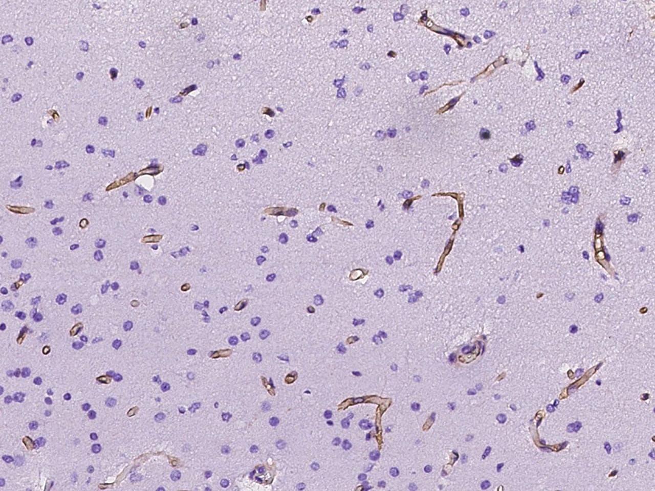 NES / Nestin Antibody