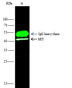SET / TAF-I Antibody (Preservative Free)