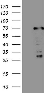 CWC27 Antibody (aa145-472, clone OTI2D1)