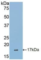 SIGLEC7 / CD328 Antibody (aa38-121)