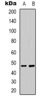 FOS / c-FOS Antibody (N-Terminus)