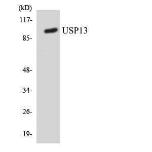 USP13 Antibody (aa803-852)