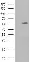 KLHL2 / MAV Antibody (aa1-100, clone OTI3H9, Carrier-free)