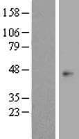 OPCML / OBCAM Protein (Over-Expression Lysate Myc-DDK (Flag))