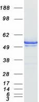 Human EEF1A1 Protein (Recombinant Myc-DDK (Flag))