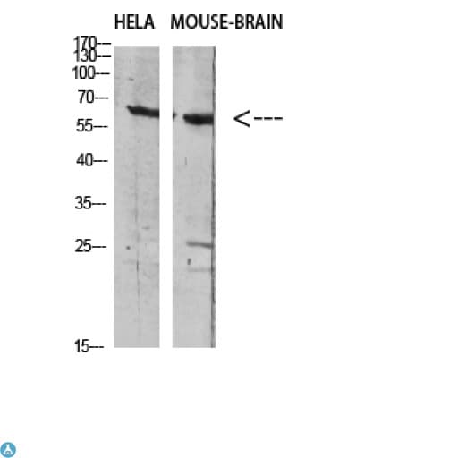 SLC6A1 / GAT-1 Antibody
