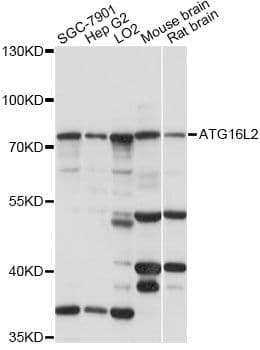 ATG16L2 Antibody