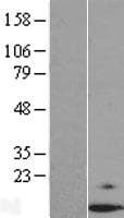 Dexras1 / RASD1 Protein (Over-Expression Lysate Myc-DDK (Flag))