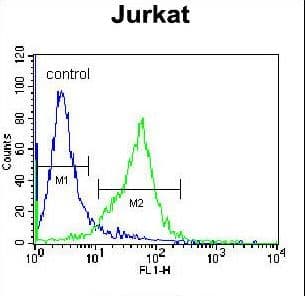GCLC Antibody (aa1-30)