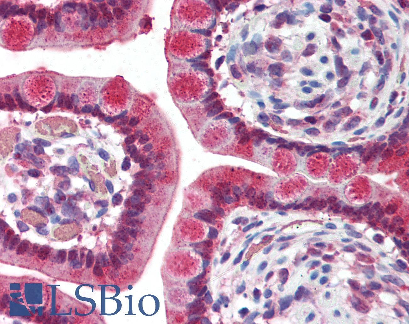 IHC-plus™ Monoclonal Mouse anti-Human TNFRSF10A / DR4 Antibody (clone 32A242, IHC, WB)