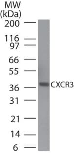 CXCR3 Antibody (aa290-303)