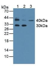 KLK11 / Kallikrein 11 Antibody (aa39-282)