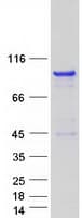 Human RAB11FIP4 / RAB11-FIP4 Protein (Recombinant Myc-DDK (Flag))